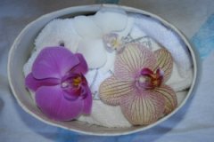 Orchids